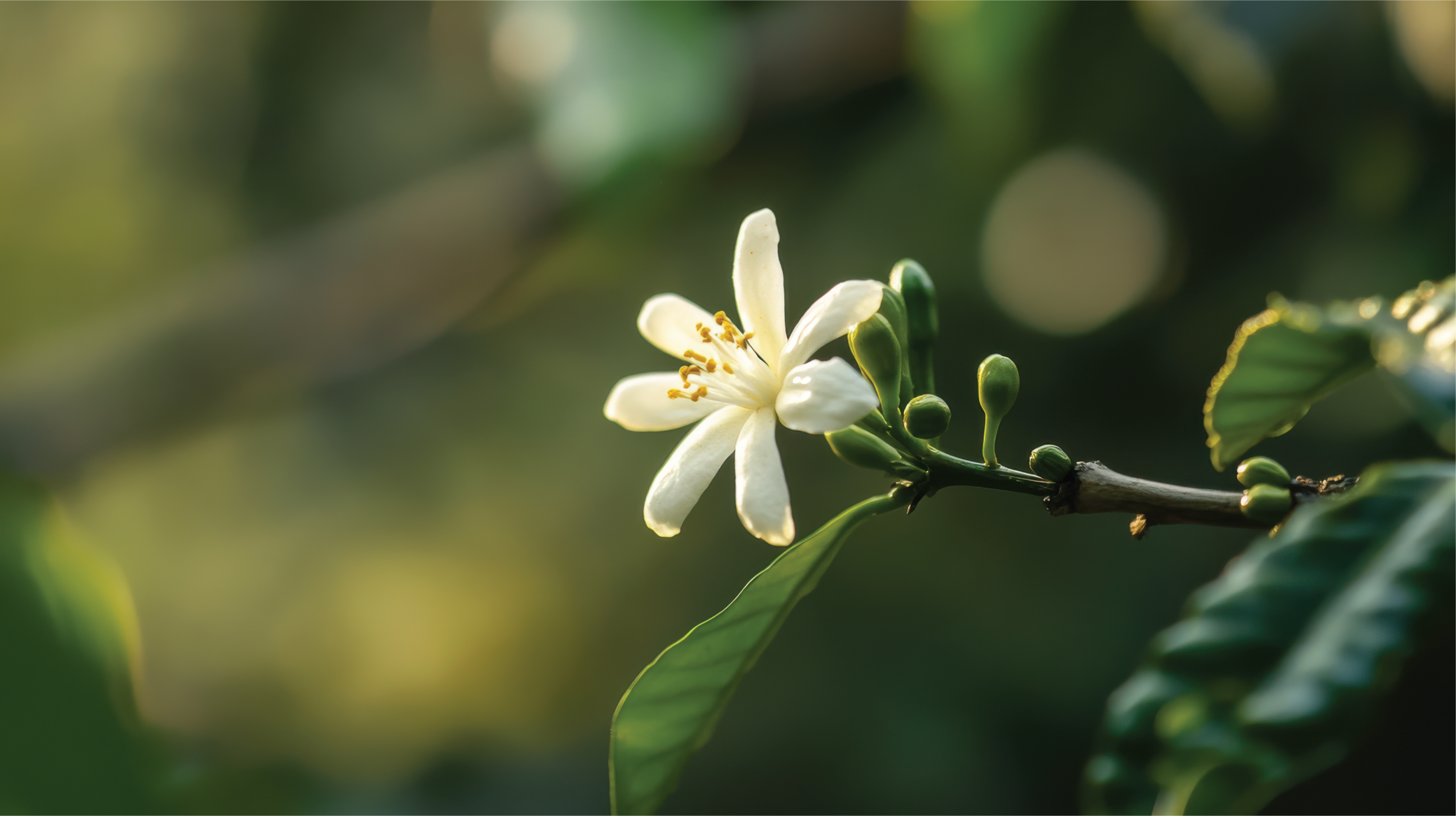 white coffee flower on a branch with green leaves against a blurred natural background