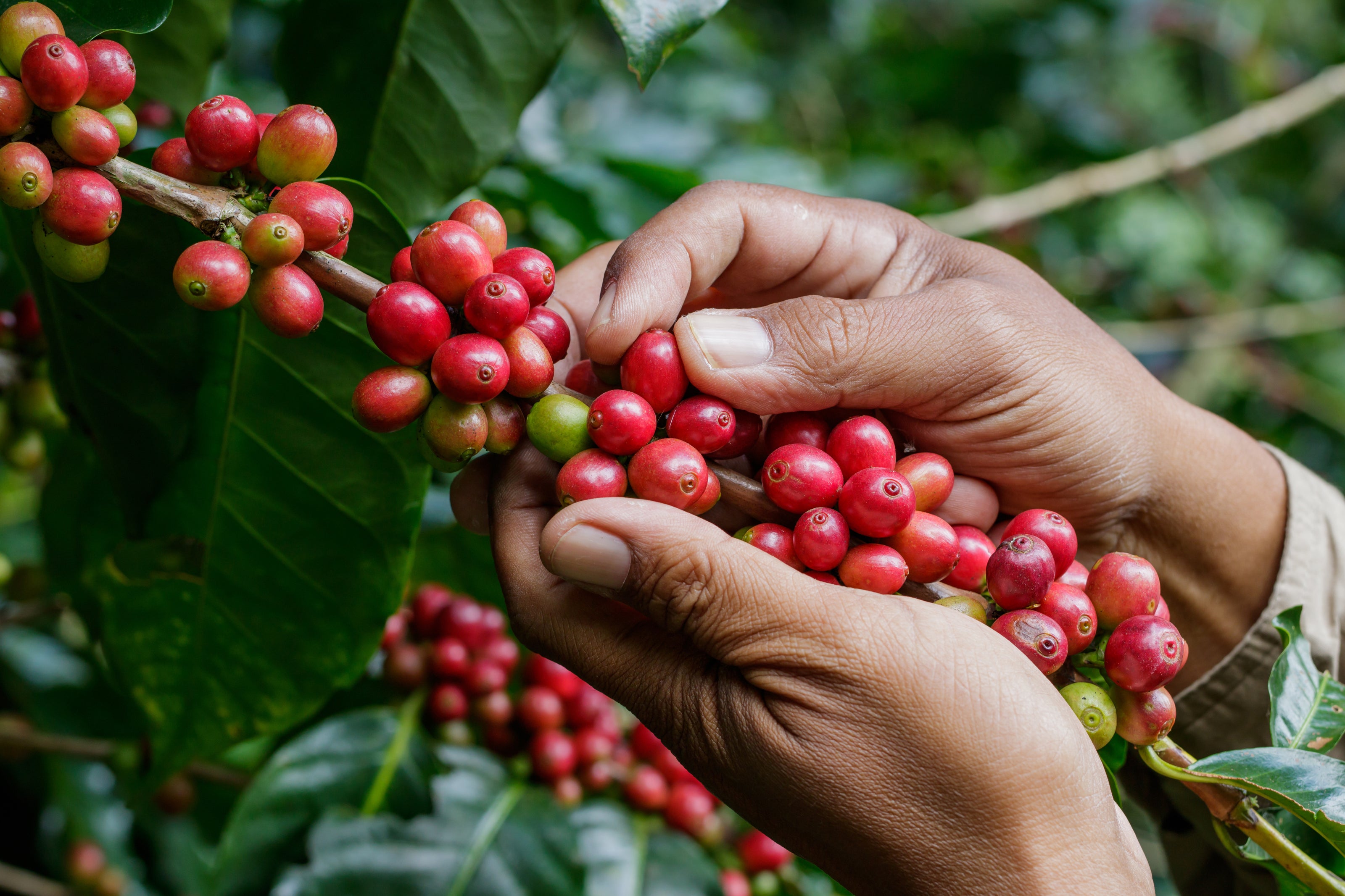 Hand picking red coffee berries from a branch with green leaves.