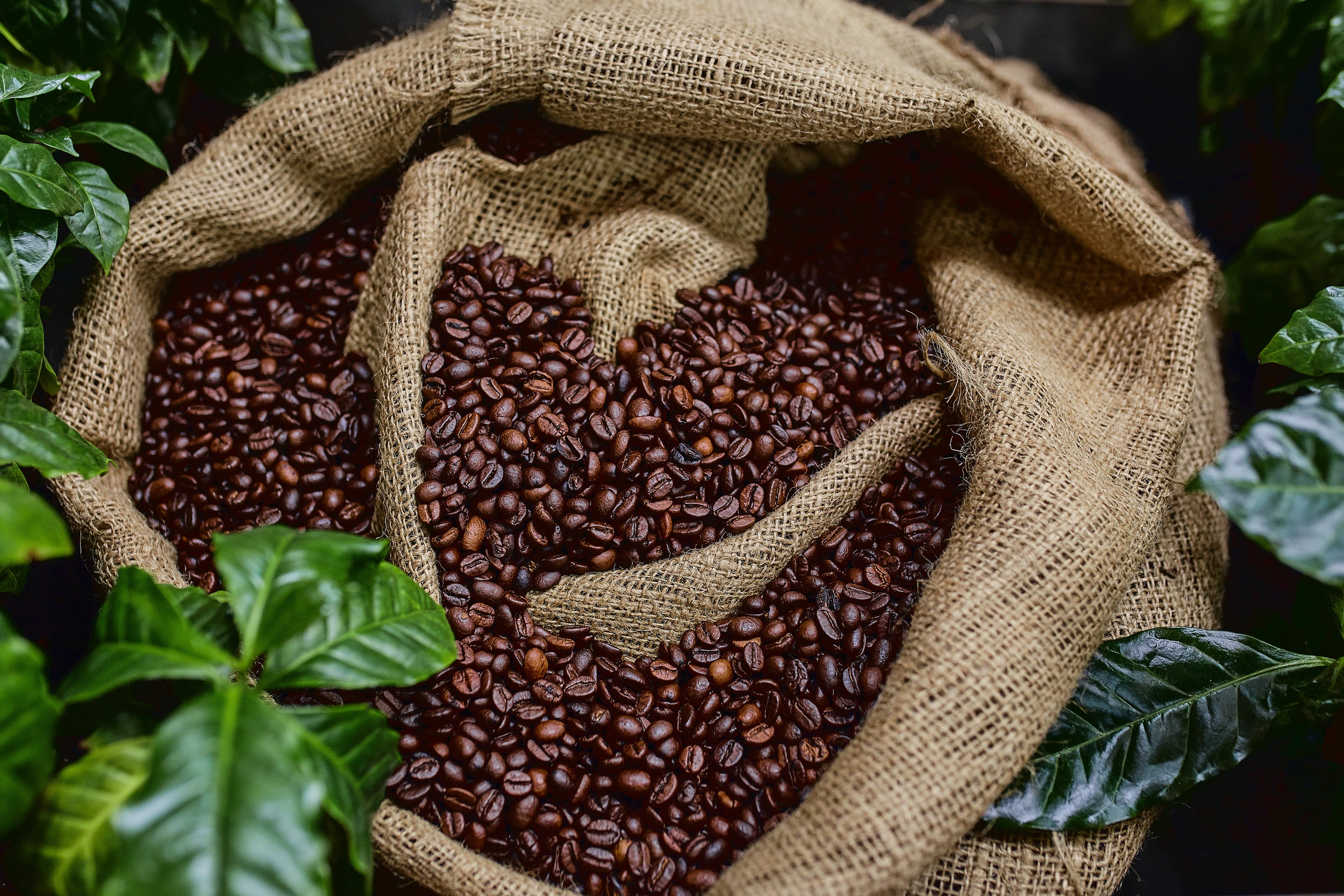 Burlap bag filled with coffee beans surrounded by coffee plants